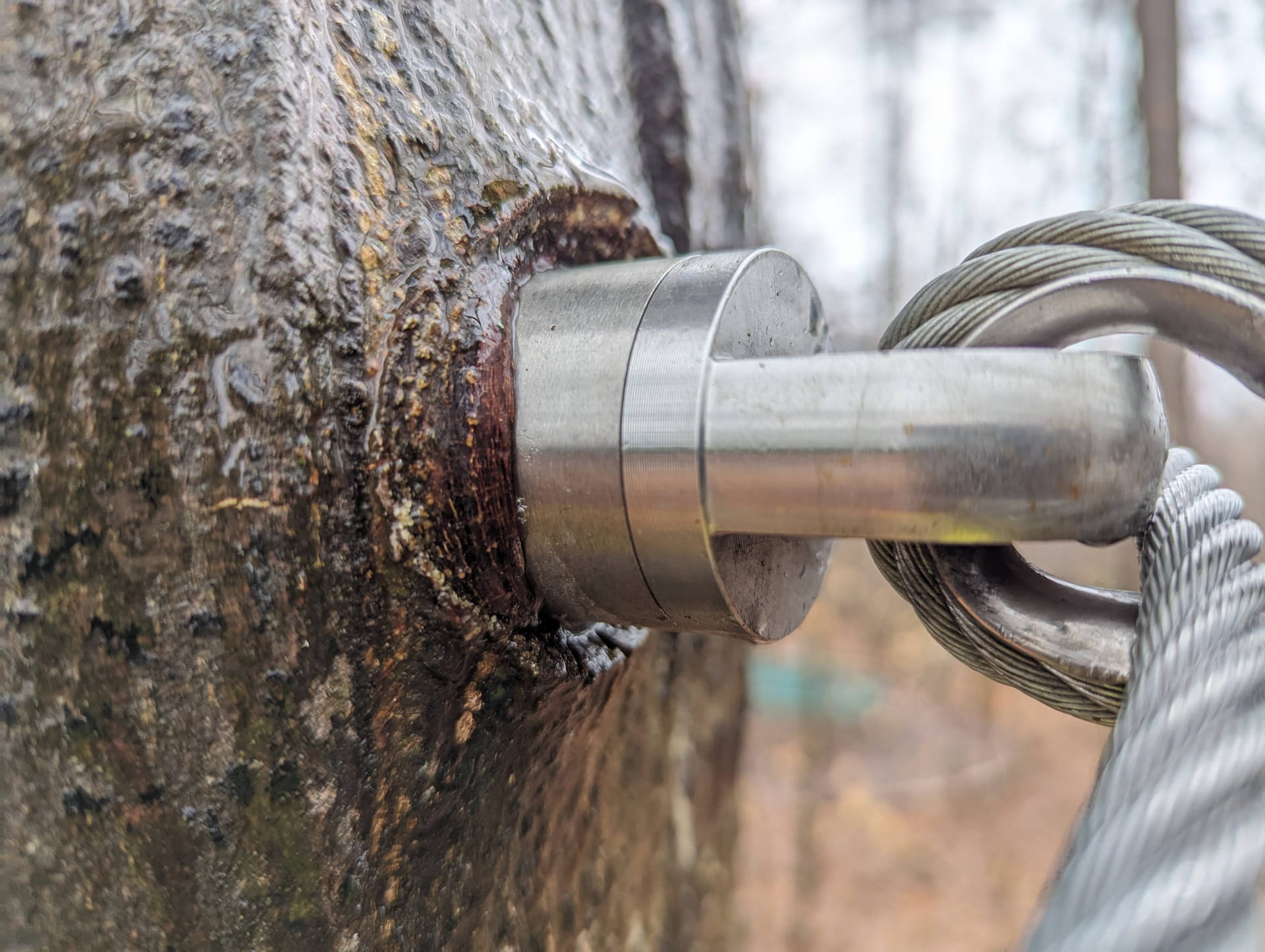 Systèmes de fixation aux arbres